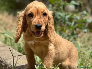 Cocker Spaniel Inglés perros COCKER SPANIEL INGLÉS MACHO DORADO - Anuncio 3