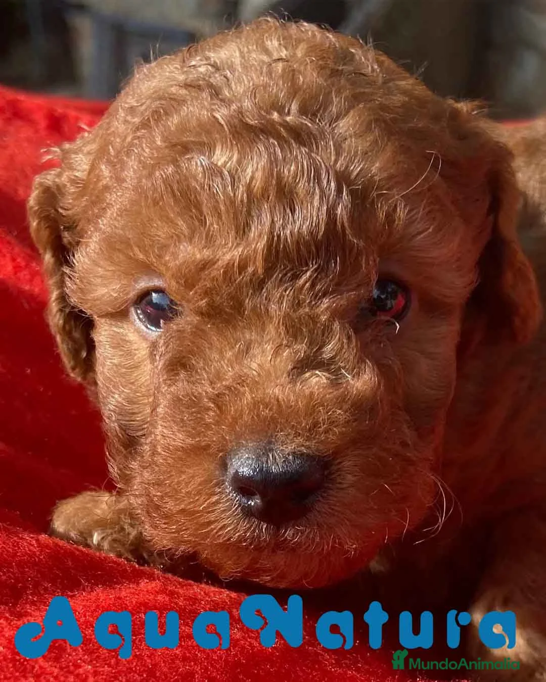 Caniche Toy perros en venta: Caniche Macho 7350 de Camila - AQUANATURA en Barcelona - Anuncio 6