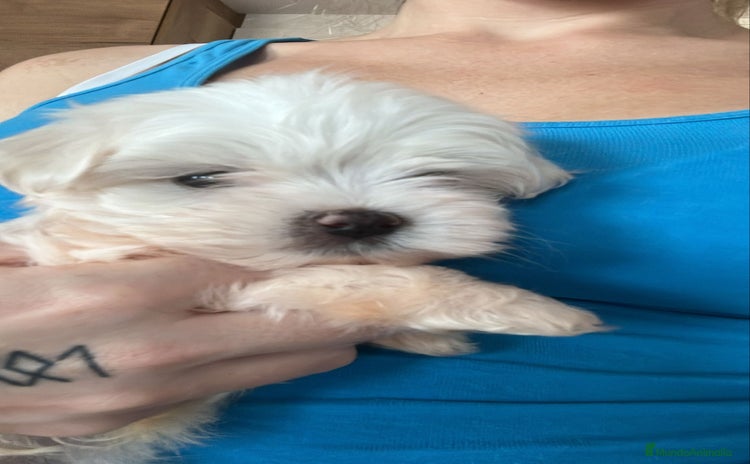 Bichón Maltés perros - Anuncio 4
