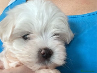 Bichón Maltés perros - Anuncio 4