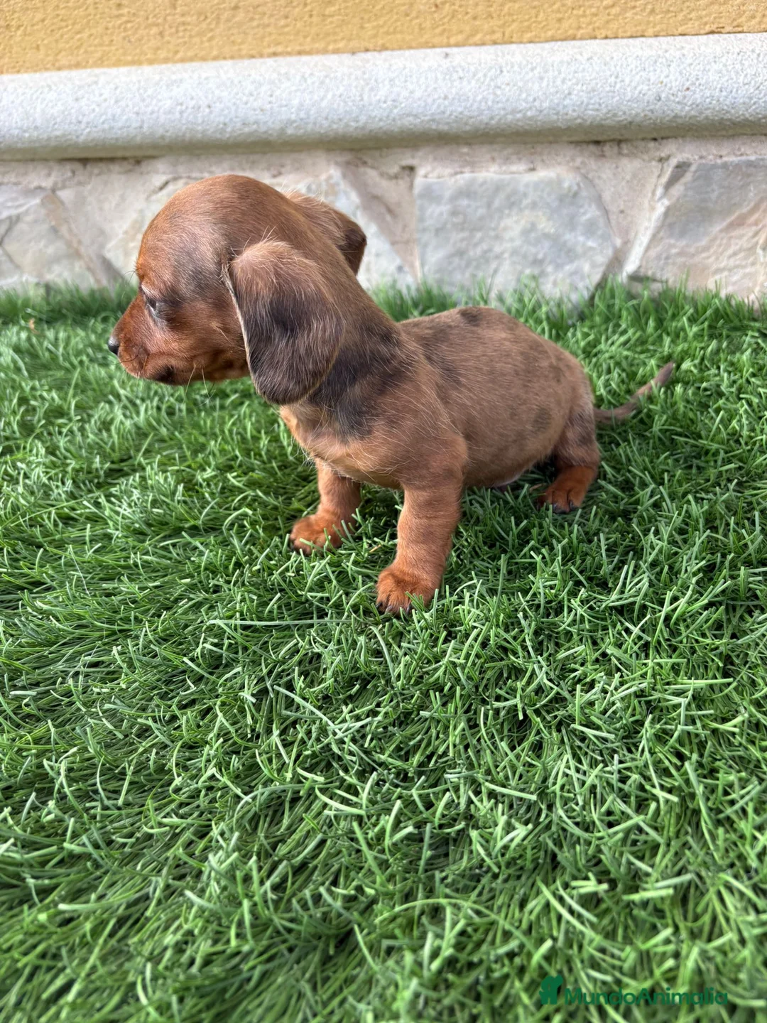 Teckel Miniatura perros en venta: Teckel Kaninchen espectacular cachorro - Anuncio 9