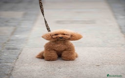 Caniche Toy perros en venta: Caniche toy macho - Imagen 3