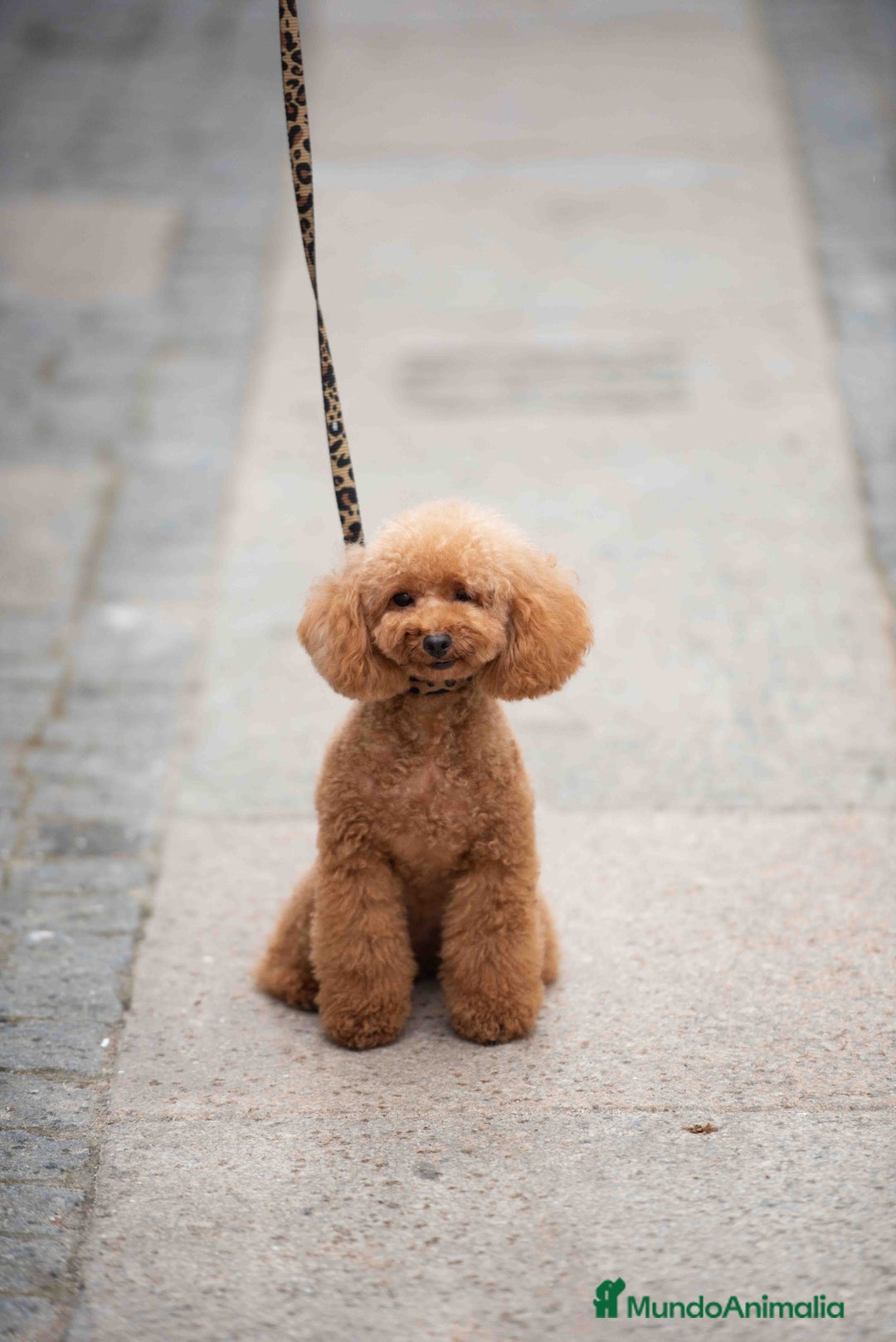 Caniche Toy perros en venta: Caniche toy macho - Imagen 3