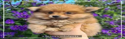 Pomerania perros en venta: Camada de adorables Lulú de Pomerania en Madrid - Anuncio 4