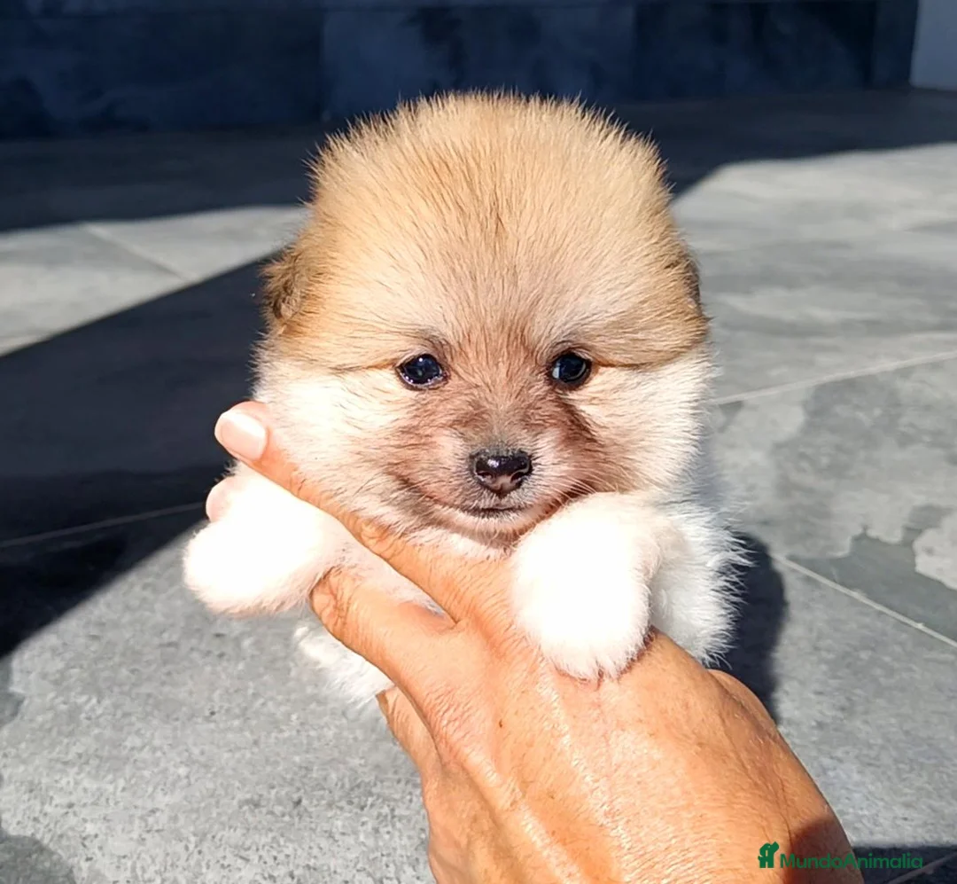 Pomerania perros en venta: Pomerania  - Anuncio 3
