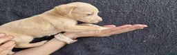 Podenco Andaluz perros en venta: Cachorros podenco andaluz puro - Anuncio 14