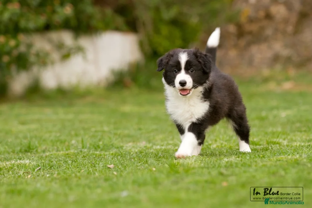 Border Collie perros en venta: border collie  en Pontevedra - Anuncio 3