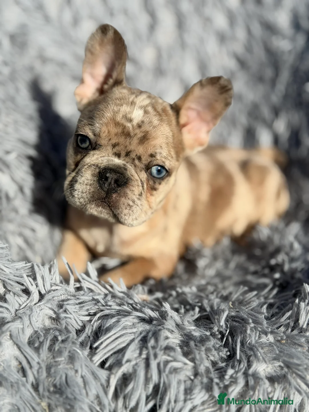 Bulldog Francés perros en venta: Bulldog macho Merle Lilac  - Anuncio 7