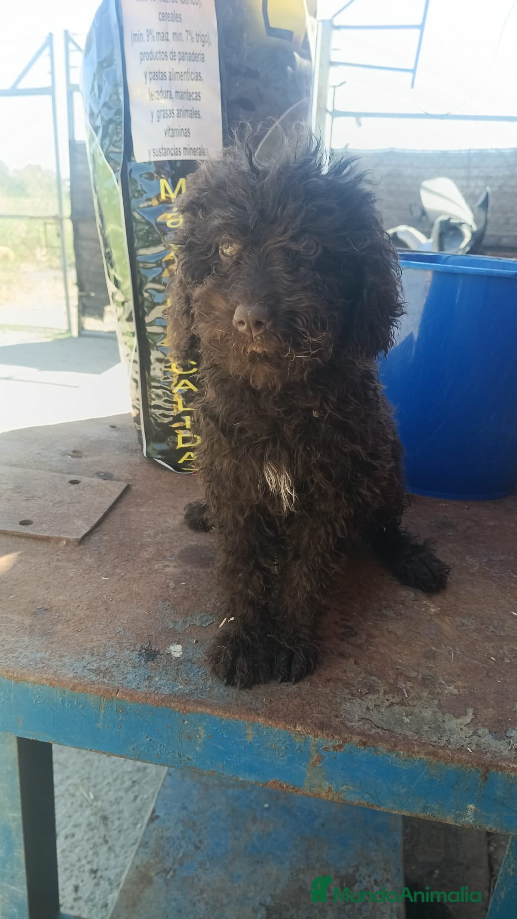 Perro de Agua Español perros Última cachorra perro de agua disponible!!🐶🐾 - Anuncio 1