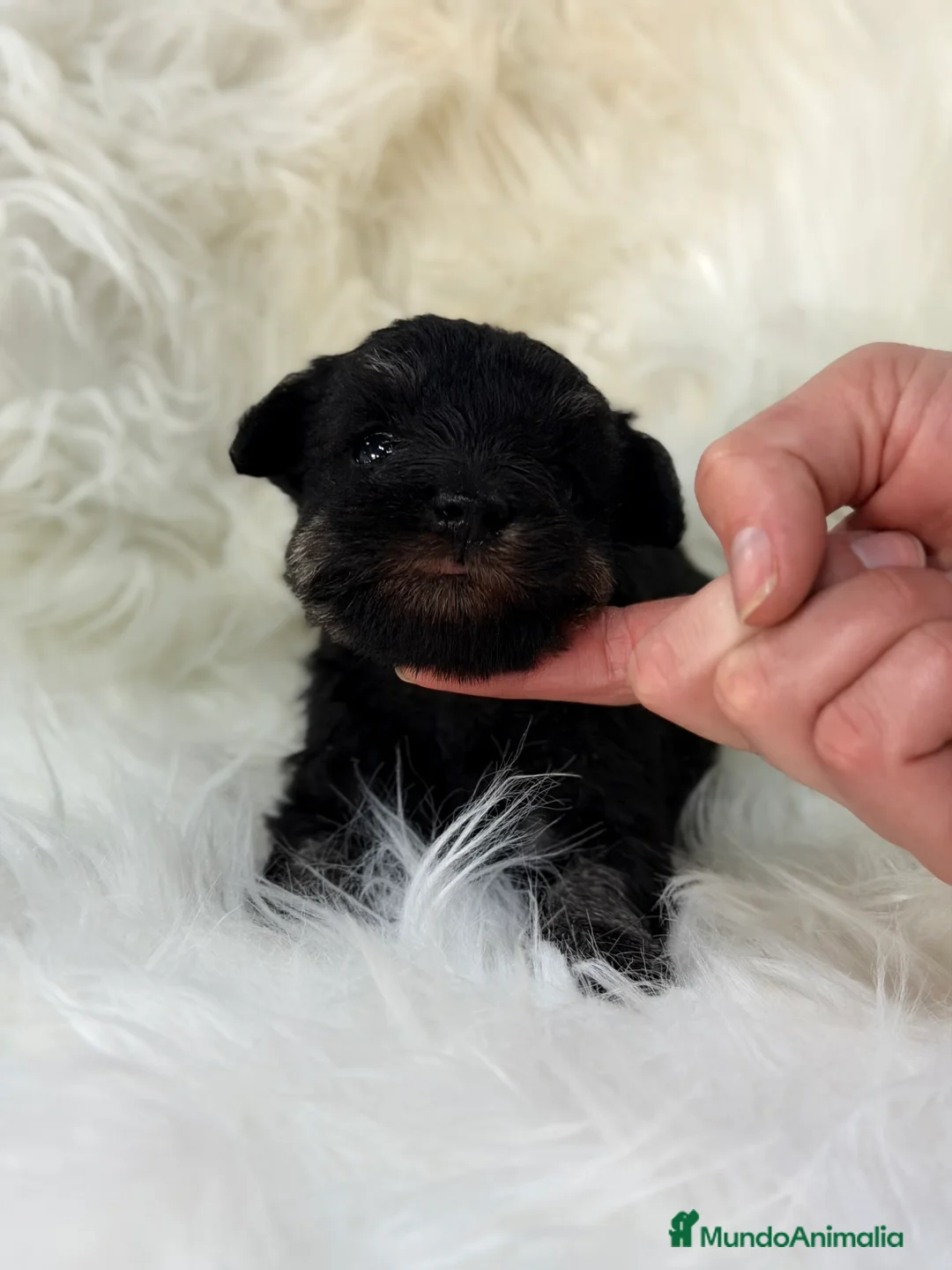 Schnauzer Miniatura perros en venta: Schnauzer negro plata  - Anuncio 2