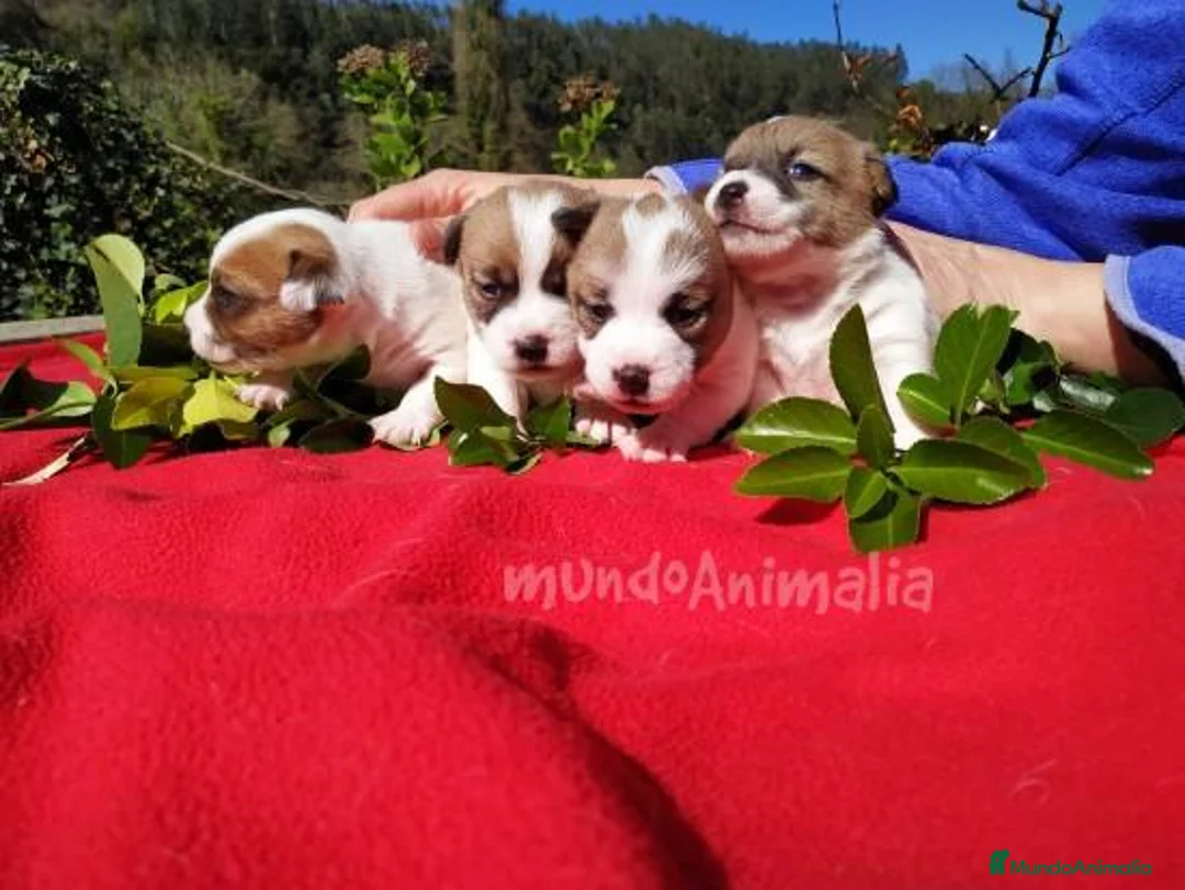 Imagen de galería {{count}}