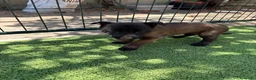 Pastor Belga Malinois perros en venta: PASTOR BELGA MALINOIS - Anuncio 4