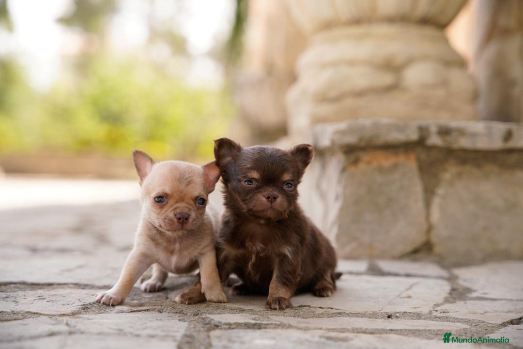Chihuahua perros en venta: canadá chihuahua - Imagen 10