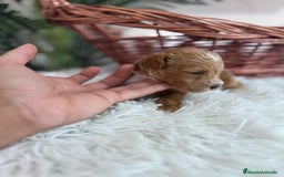 Caniche Toy perros en venta: CANICHE TOY MACHO - Imagen 5