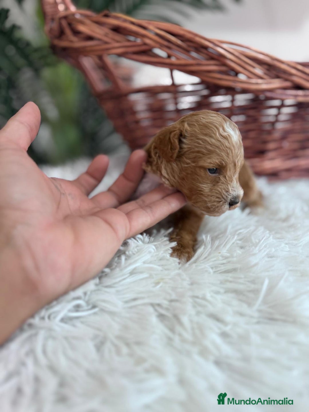 Caniche Toy perros en venta: CANICHE TOY MACHO - Imagen 5