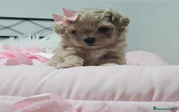 Maltipoo perros en venta: MALTIPOO ASIÁTICO MINIATURA  - Imagen 2