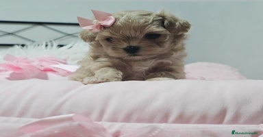 Maltipoo perros - Anuncio 6