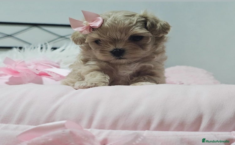 Maltipoo perros - Anuncio 6