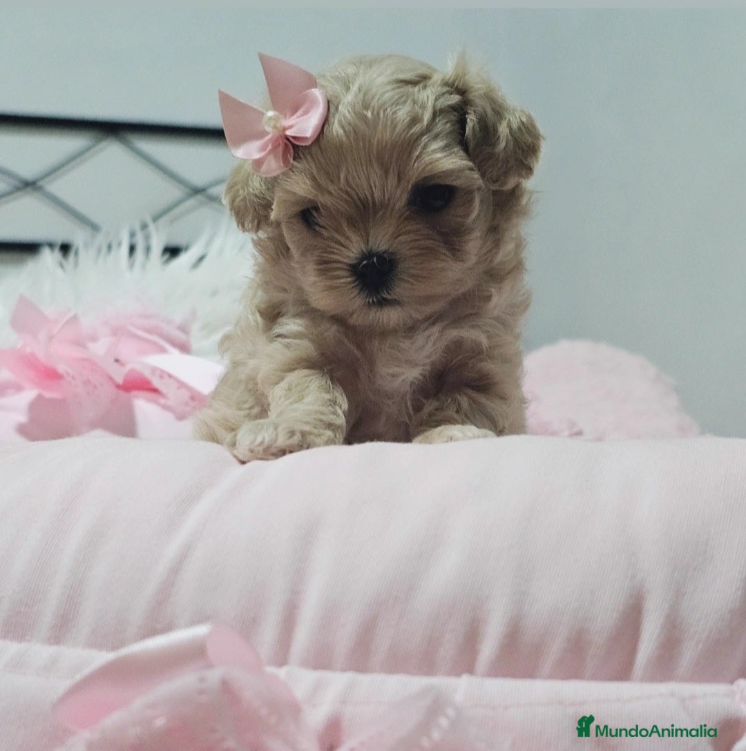 Maltipoo perros en venta: MALTIPOO ASIÁTICO MINIATURA  - Imagen 2