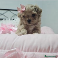 Maltipoo perros - Anuncio 1
