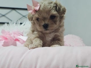 Maltipoo perros - Anuncio 26