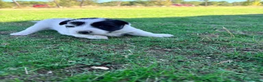 Border Collie 1