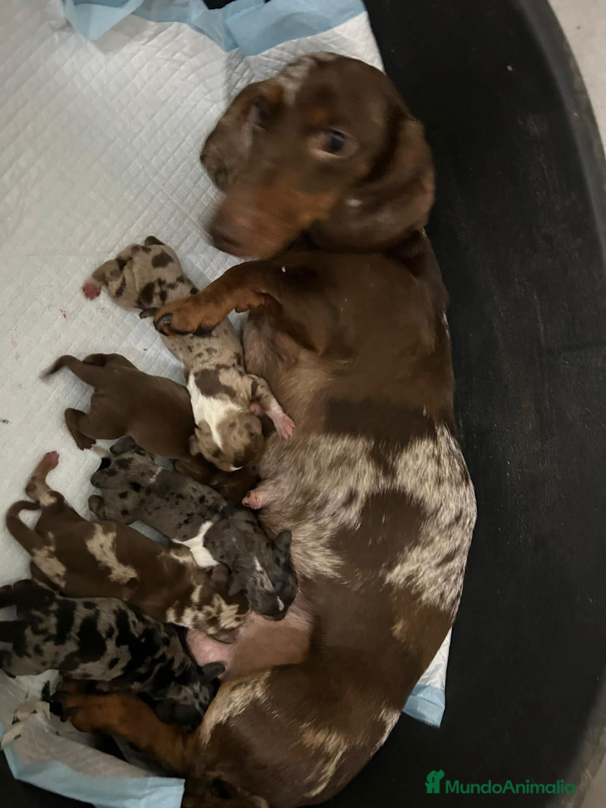 Teckel Miniatura perros en venta: TECKEL MINI DEL VALLE  - Anuncio 4