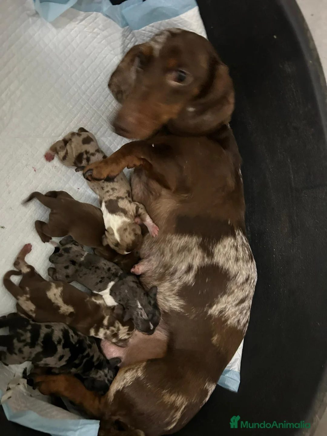 Teckel Miniatura perros en venta: TECKEL MINI DEL VALLE  - Anuncio 1
