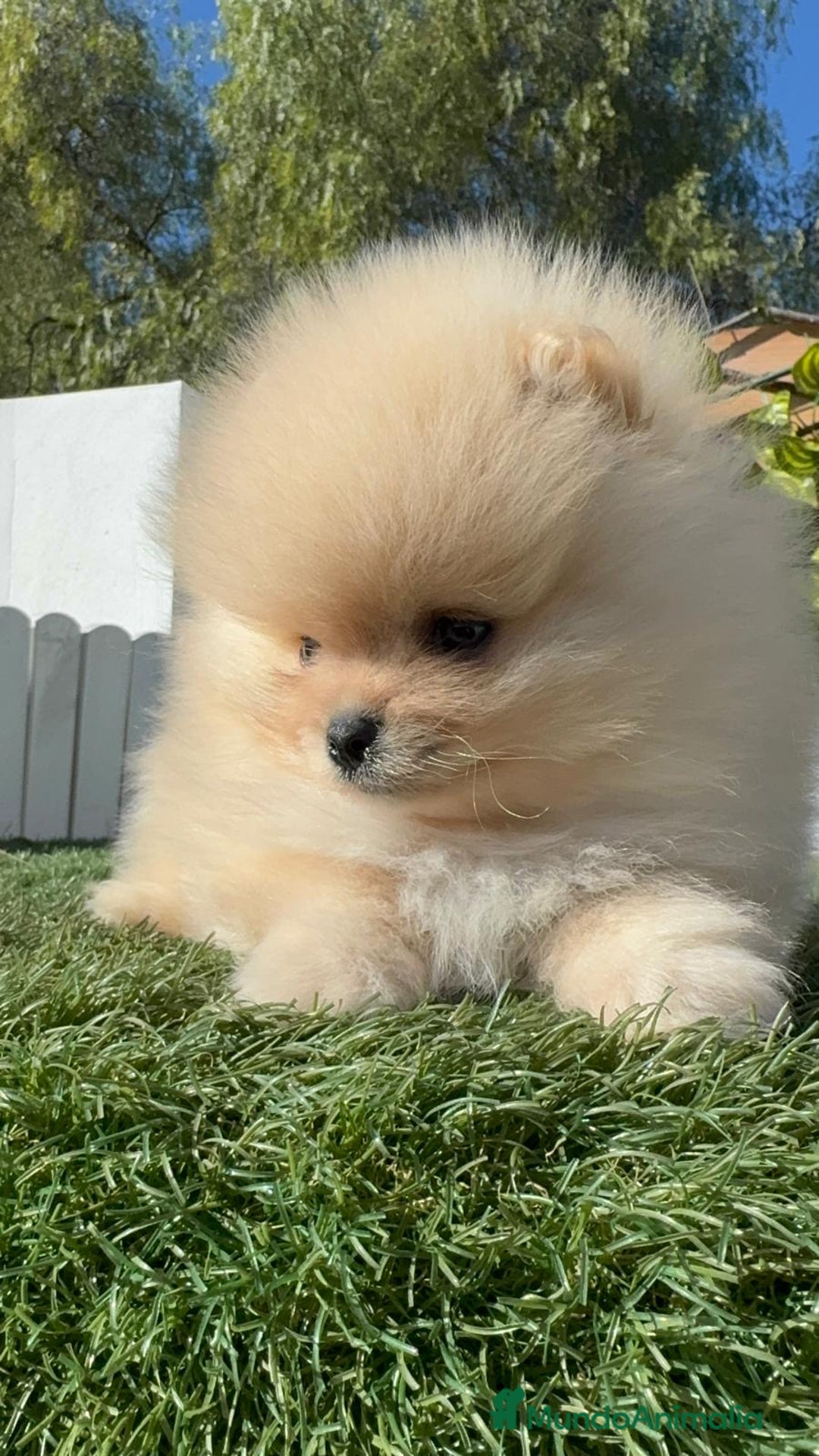 Pomerania perros en venta: POMERANIA CARITA DE OSITO - Anuncio 20