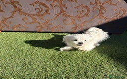 Raza Mixta perros en venta: Maltipom - Imagen 14