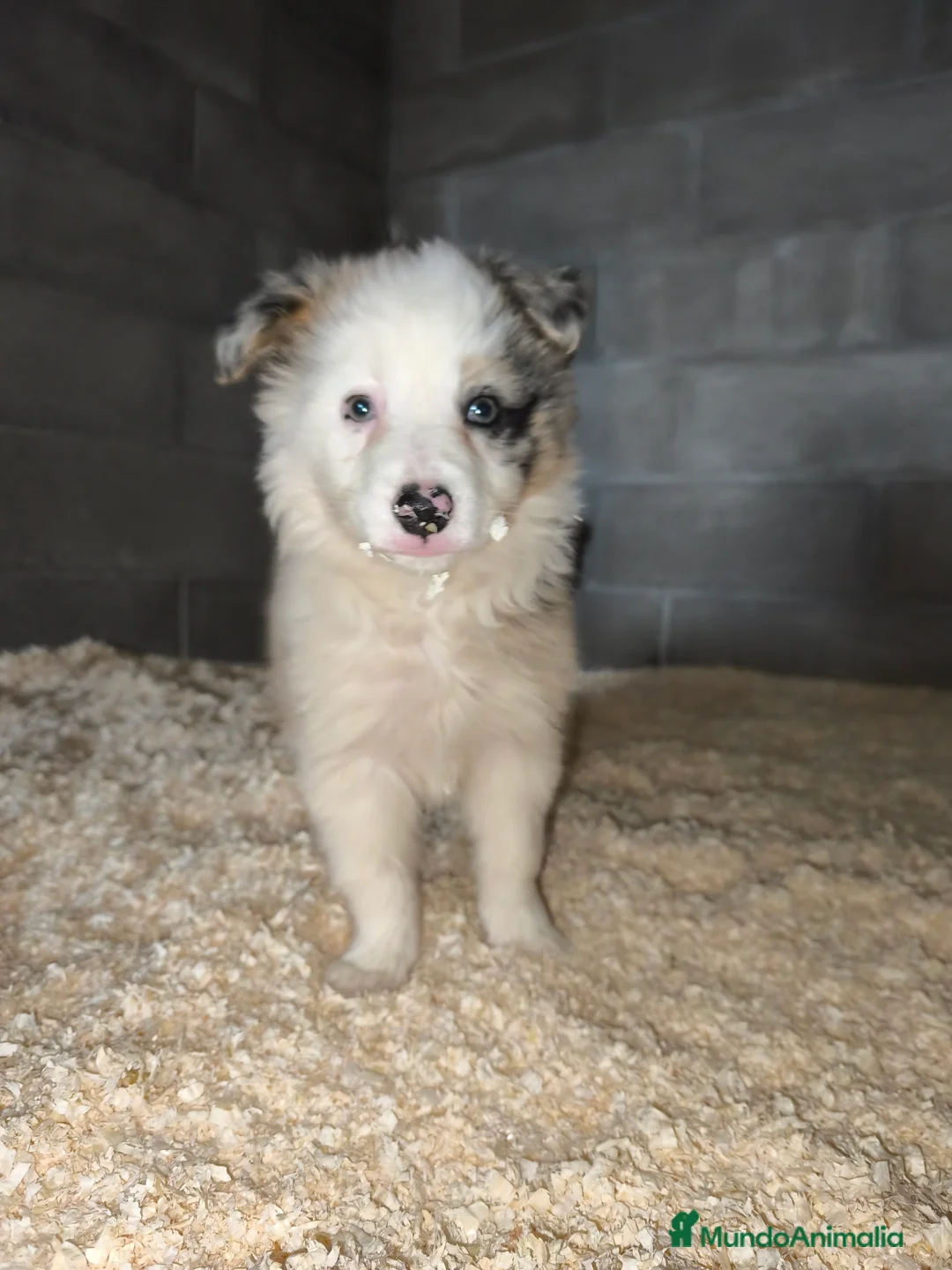 Border Collie perros en venta: Cachorros border collie color merle - Anuncio 6
