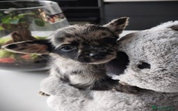 Chihuahua perros en venta: Chihuahua macho merle Toy  - Anuncio 4