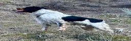 Épagneul Breton perros en venta: Epagneul bretón  - Anuncio 8