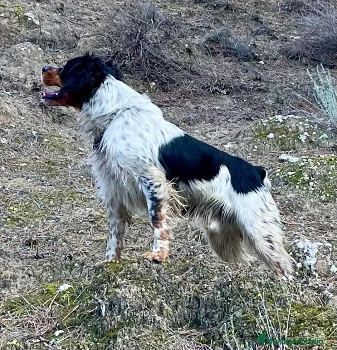 Épagneul Breton perros en venta: Epagneul bretón  - Anuncio 8
