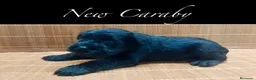 Schnauzer Miniatura perros en venta: Caraby Schnahuzer miniatura  - Anuncio 3