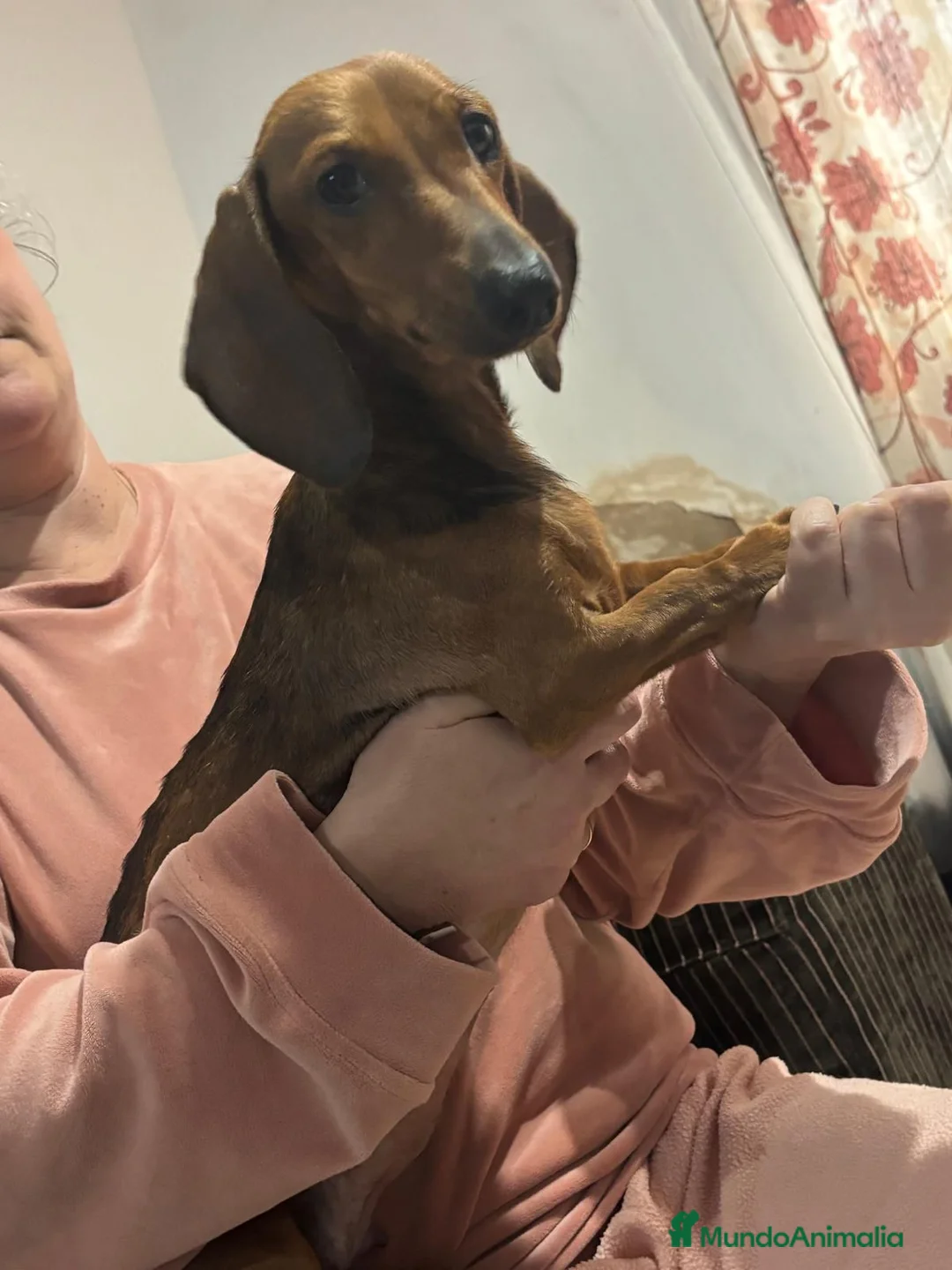 Teckel Miniatura perros en venta: Teckel Miniatura Precioso  - Anuncio 2