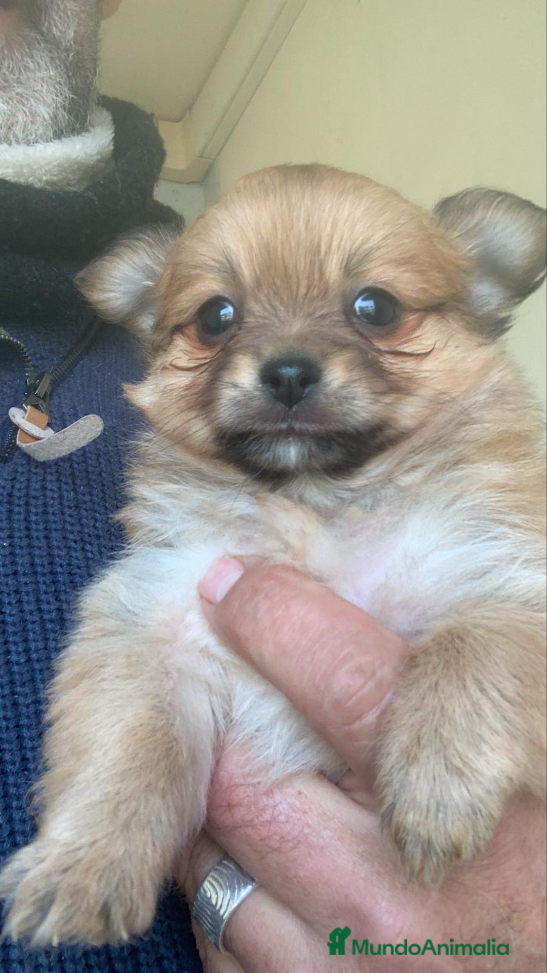 Pomchi perros en venta: Pomchi hembrita preciosa - Anuncio 2
