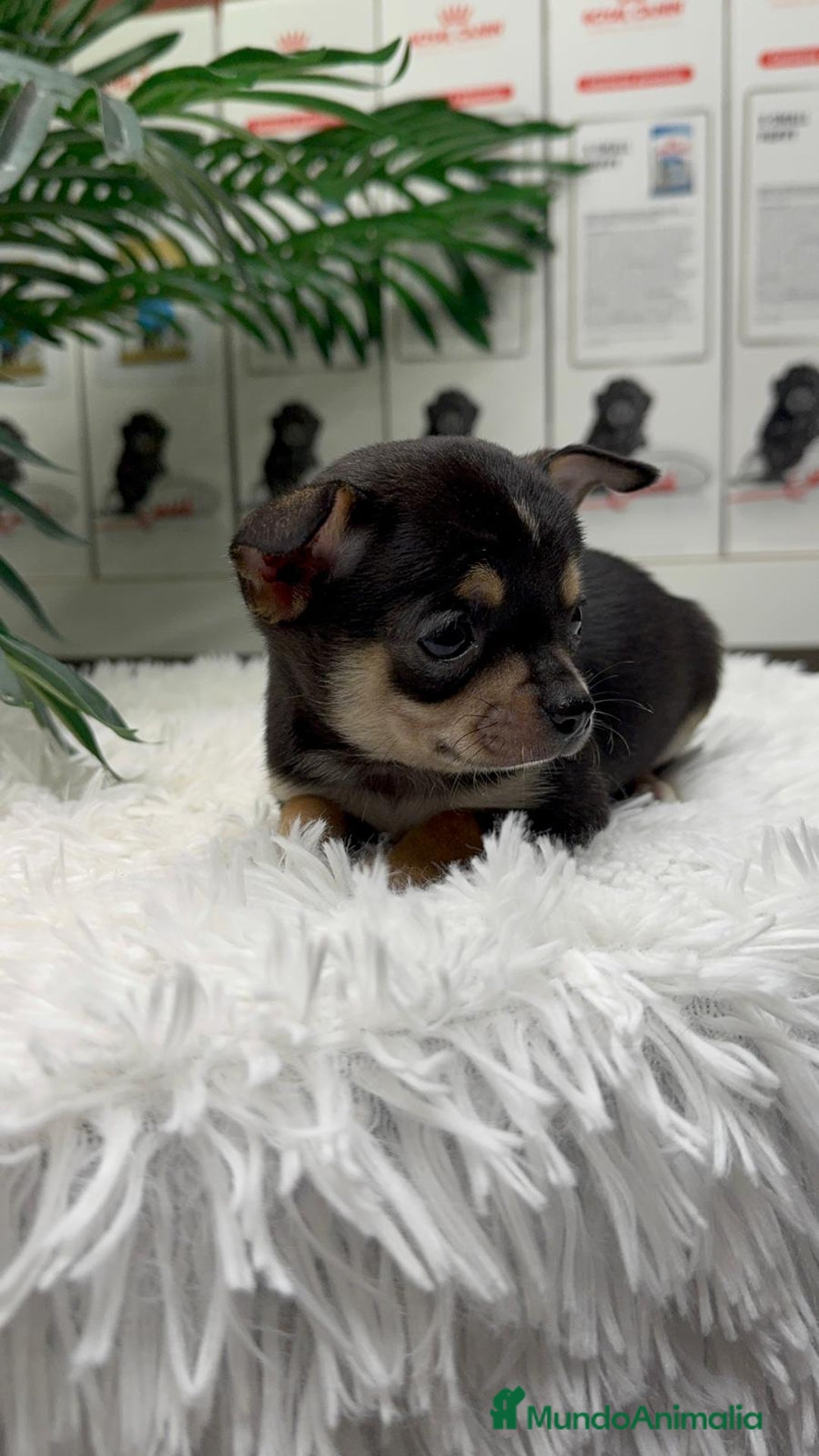 Chihuahua perros en venta: CHIHUAHUA MACHO - Anuncio 13