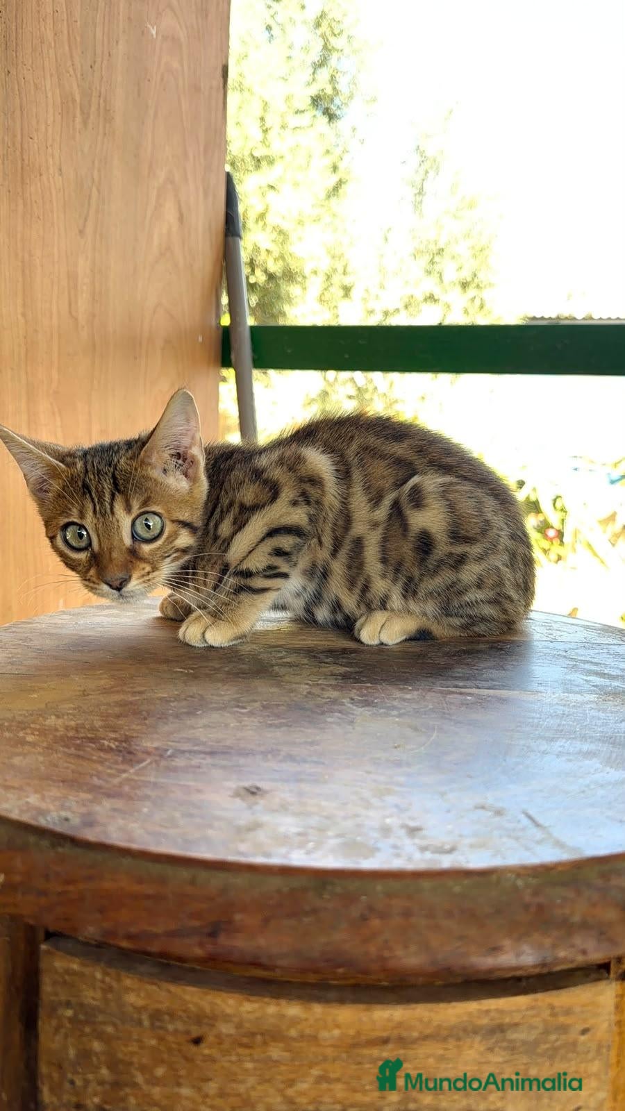 Bengalí gatos Bengalí hembra increíble guapísima  - Anuncio 2