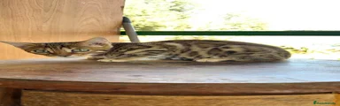 Bengalí 1 hembra disponible 