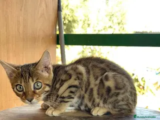 Bengalí gatos Bengalí hembra increíble guapísima - Anuncio 2