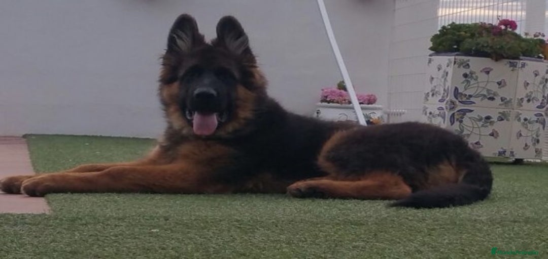 Imagen de galería {{count}}