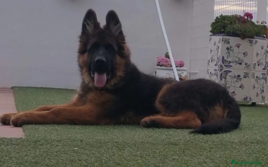 Imagen de galería {{count}}