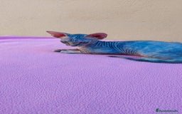 Sphynx gatos en venta: Preciosa hembrita tortuga tabby  - Imagen 8
