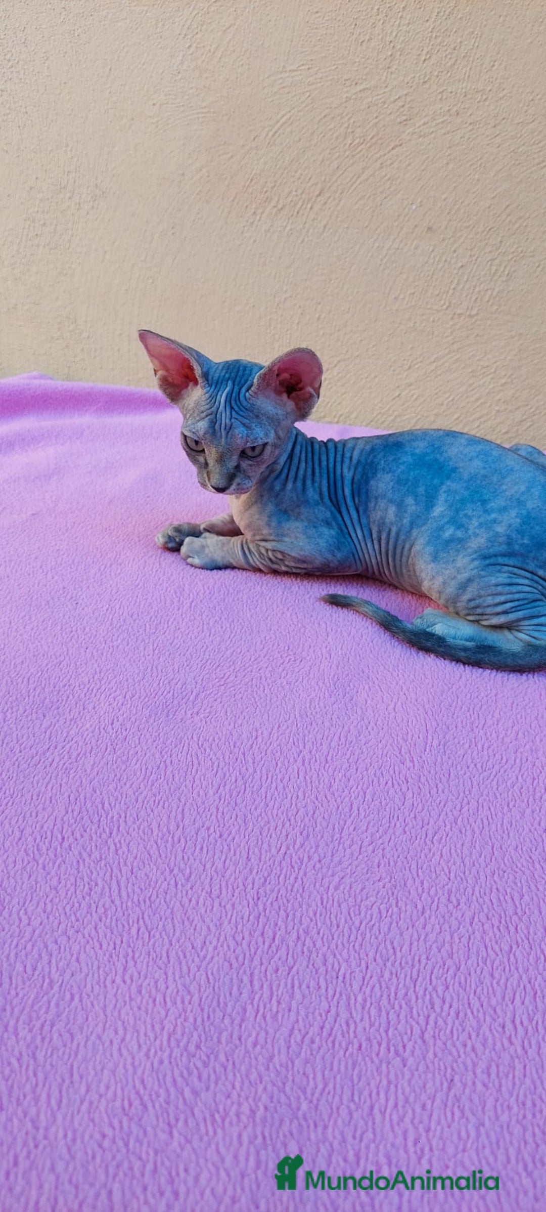 Sphynx gatos en venta: Preciosa hembrita tortuga tabby  - Imagen 8