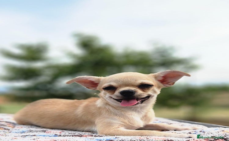 Chihuahua perros - Anuncio 3