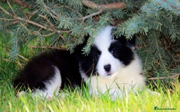 Border Collie perros en venta: Tierno cachorrito de Border Collie - Imagen 1