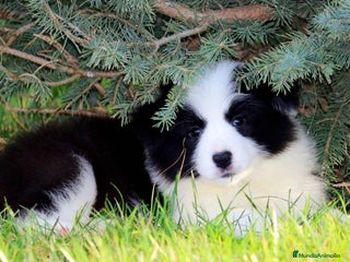 Border Collie perros - Anuncio 3