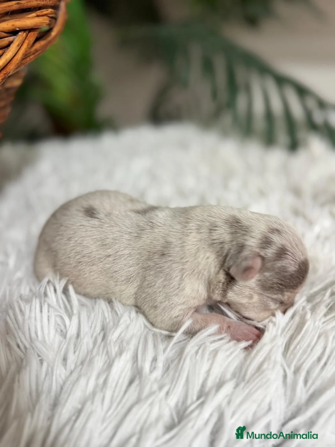 Chihuahua perros en venta: CHIHUAHUA MERLE - Anuncio 4