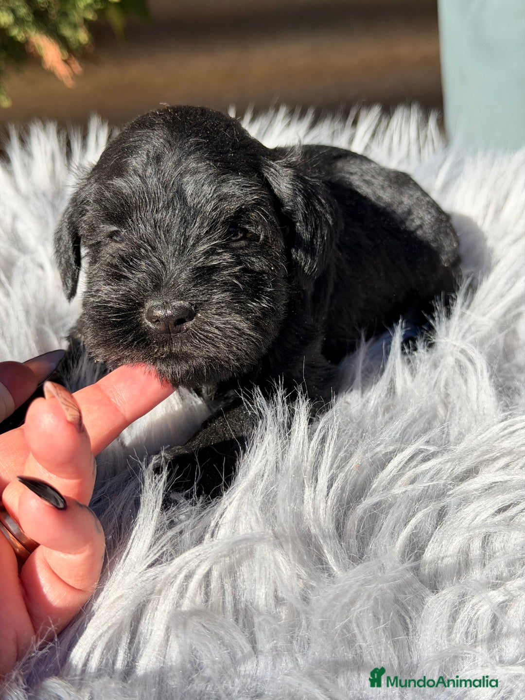Schnauzer Miniatura perros en venta: Schnauzer negro mini  - Anuncio 3